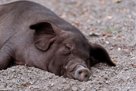 Wild boar is sleepingの写真素材