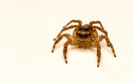 Spider jumpingの写真素材