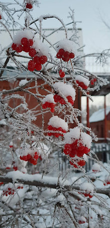 Close-up macro shot of bright red berries on branches covered with snow and frost. Natural winter background with cold and calm atmosphere.の写真素材