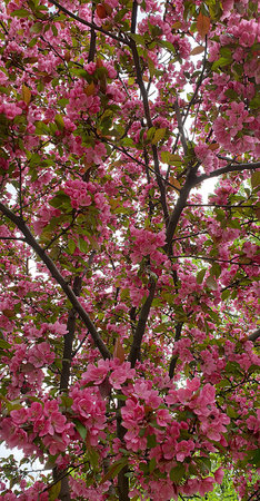 A vibrant tree filled with lush pink blossoms, symbolizing springtime, romance, and natural beauty. Perfect seasonal floral background for nature, lifestyle, and design concepts.の写真素材