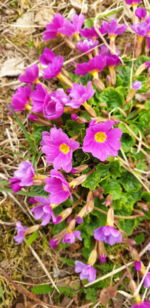 Beautiful wild pink primroses blooming in spring meadow. Vibrant natural flora captured outdoors, representing freshness, ecology, and the awakening of nature.の写真素材