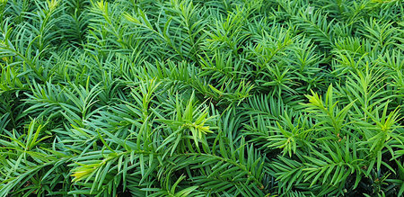 Close-up macro of lush evergreen foliage with needle-shaped leaves. Natural green background ideal for environmental, botanical, or ecological concepts.の写真素材