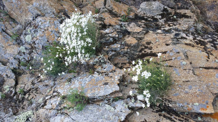 White wildflowers blooming on a rugged rocky cliff near Lake Baikal. Alpine flora and untouched wilderness in Siberia.の写真素材