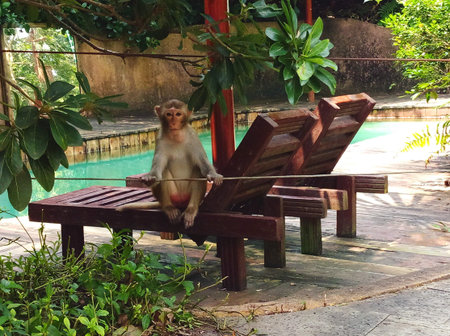 Wild macaque monkey sitting on a sunbed near a pool in a tropical resort on Hainan Island, China. Concept of wildlife, tropical vacation, and humor in nature.の写真素材
