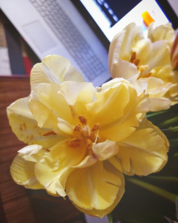 Close-up of yellow tulips beside a laptop, combining floral softness and modern lifestyle. Perfect for illustrating creative workspaceの写真素材