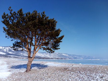 Serene winter view of Lake Baikal with a solitary tree on the frozen shore. The snow, mountains, and bright blue sky convey the pristine beauty and peaceful atmosphere of Siberianの写真素材