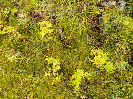 Macro photo of green moss and grass on the forest floor near Baikal, Russia. Natural eco texture...