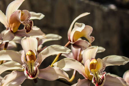 Orquideasの写真素材