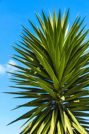 tropical tree