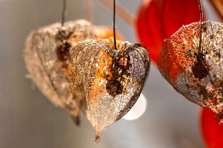 Skeleton of dried Physalis lantern (cape gooseberry) close upの写真素材