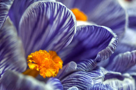 Blossoming violet striped crocuses close up