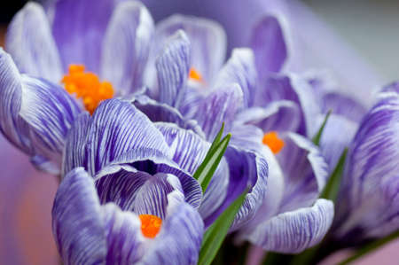 Blossoming violet striped crocuses close upの写真素材