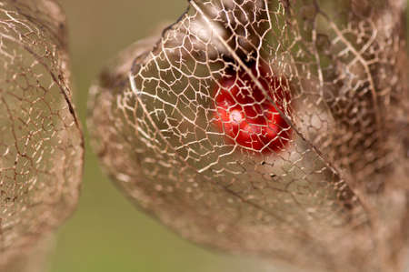 Grid of dried Physalis lantern close upの写真素材