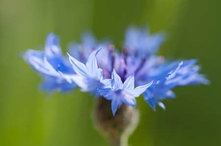 Cornflower (Centaurea cyanus) close up from unusual viewpoint on green backgroundの写真素材