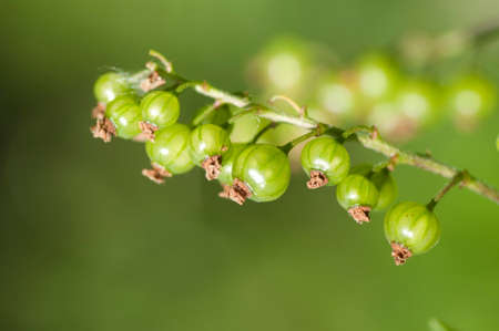 Unripe red currants on bushの写真素材