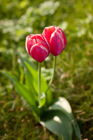 Two tulips in nice spring fieldの写真素材