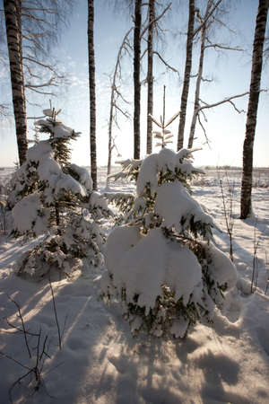 Amazing winter scene in forest, Latvia, Baltic states, Europeの写真素材