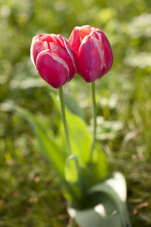 Two tulips in nice spring fieldの写真素材