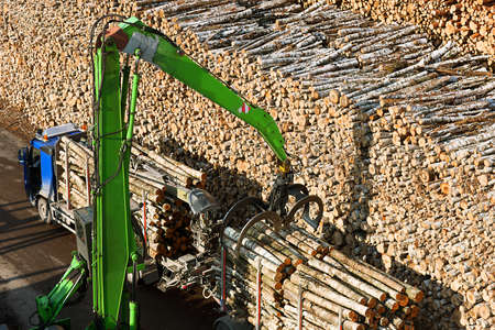 Raw materials birch wood ready for transportation in dockの写真素材