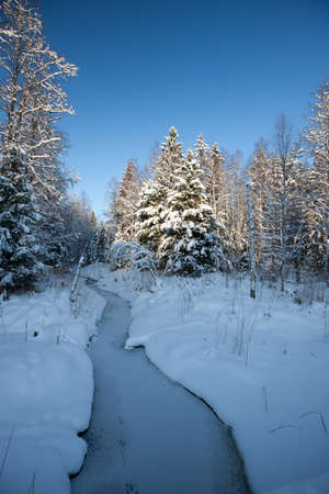 Forest in winter with small river of ford, beautiful Christmas time in Latvia, Baltic states, Europeの写真素材