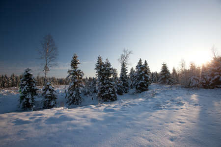 Forest in winter, beautiful Christmas time in Latvia, Baltic states, Europeの写真素材
