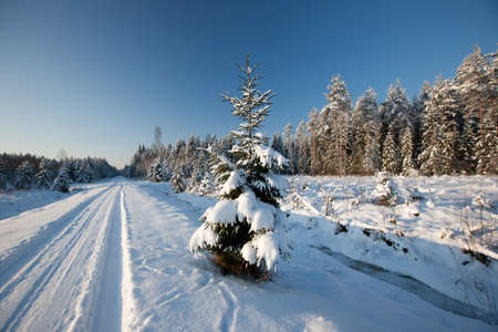 Fir tree in snowy beautiful winter scene, Baltic states, Europeの写真素材