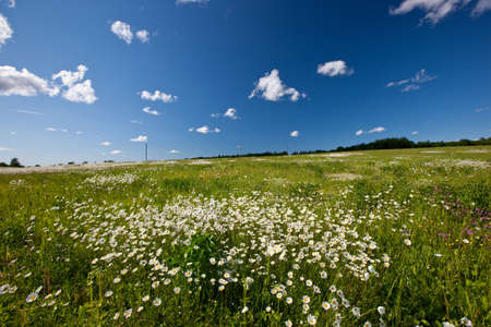 Amazing daisy field, spring flowers in Latvia, Baltic state, Europeの写真素材