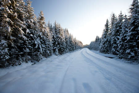 Winter road in country side with fir trees, Latvia, Baltic state, Europeの写真素材