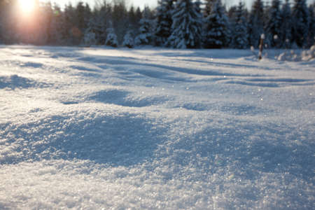 Snow field in country side with fir trees, Latvia, Baltic state, Europeの写真素材
