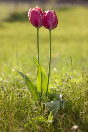 Two tulips in nice spring fieldの写真素材