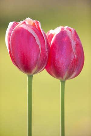 Two tulips in nice spring fieldの写真素材