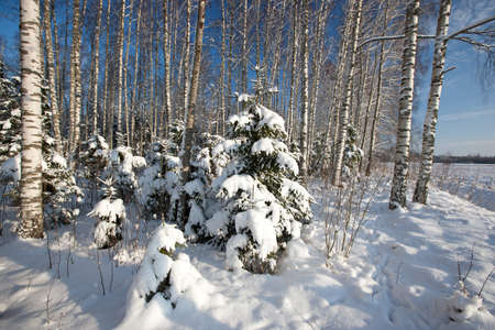 Amazing winter scene in forest, Latvia, Baltic states, Europeの写真素材