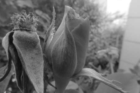 Black and white digital rose photoの写真素材