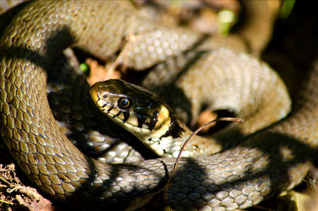 Grass snake