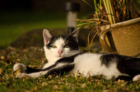Lying catの写真素材