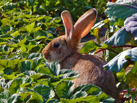 Rabbit             の写真素材