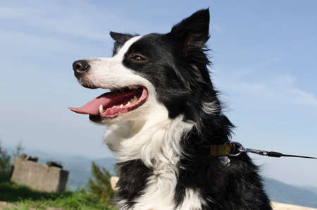 Dog head with blue skyの写真素材