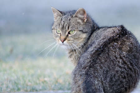 sitting catの写真素材