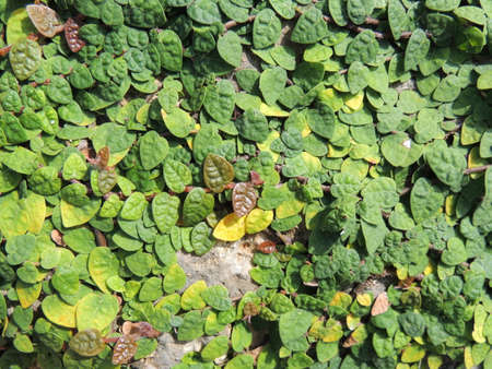 Ficus pumila in Okinawa,Japan