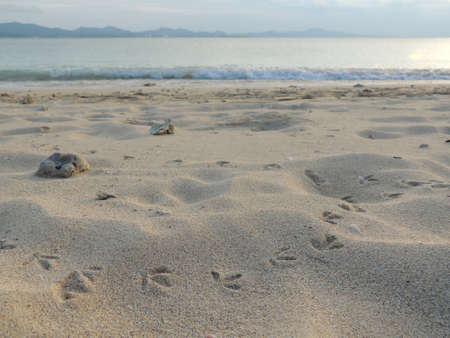 Footprints on sandの写真素材