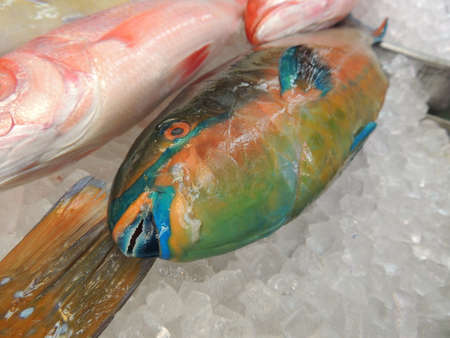 Scarus forsteni (Whitespot Parrotfish, or Forsten's Parrotfish) in Okinawa, Japan