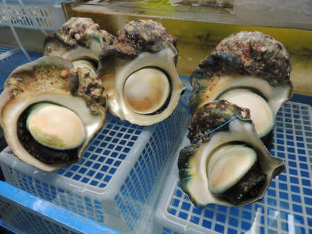 Great green turban in Okinawan fish market