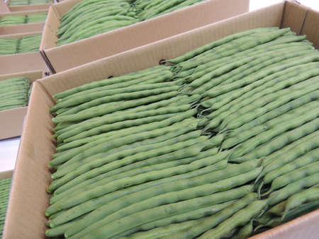 Green beans grown in Okinawa,Japan