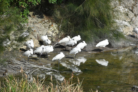 Herd of black-faced spoonbills (Okinawa)の写真素材