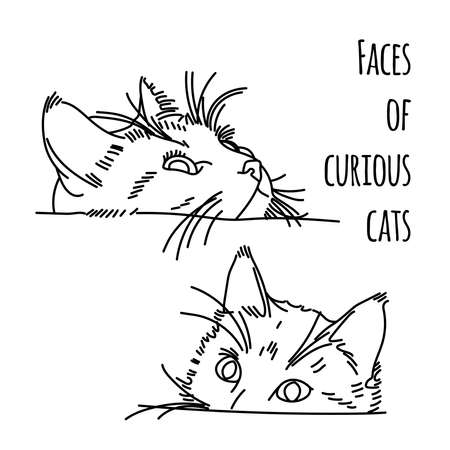Illustration of two curious cat muzzlesの写真素材