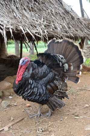 The Wild Turkey In Indiaの写真素材