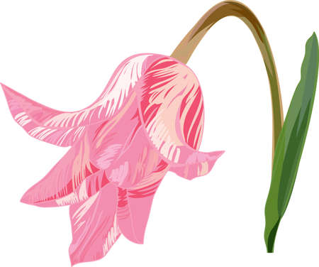 tulip isolated on whiteのイラスト素材