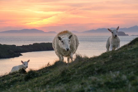Sheep and two lambs at Scottlands coast in the sunsetの写真素材