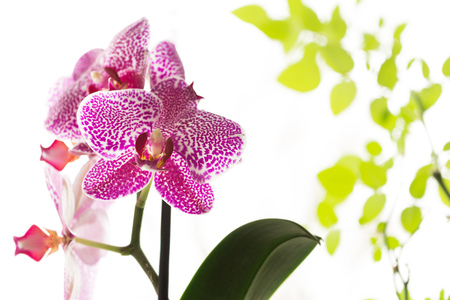 Beautiful purple orchid on white background with green rose leavesの写真素材