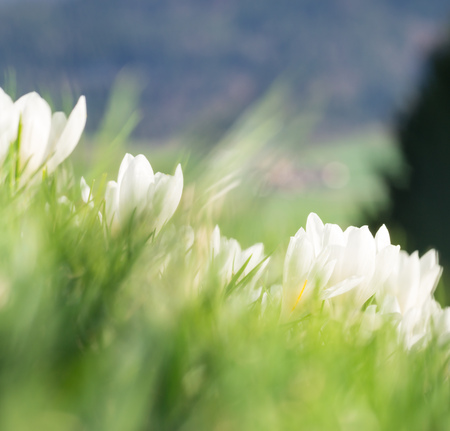 White Crocuses on a grassy slopeの写真素材